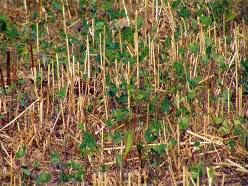 Frost-seeded red clover close-up Frost-seeded red clover close-up