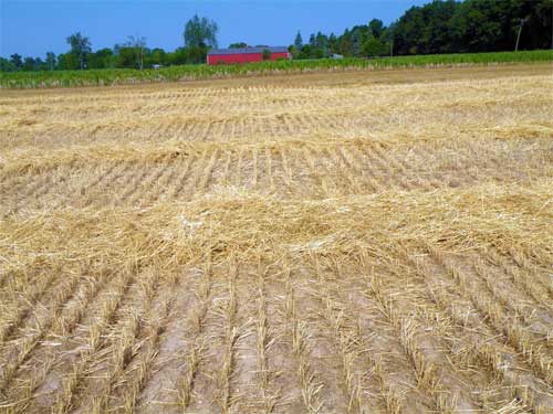 Dead red clover field