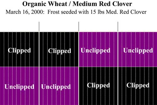 Mowed vs. not mowed red clover field