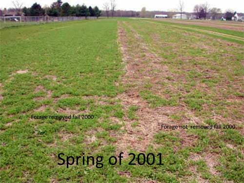 Mowed vs. not mowed red clover field Mowed vs. not mowed red clover field