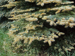 Spruce needle rust foliage