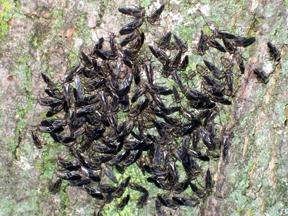 Tree cattle