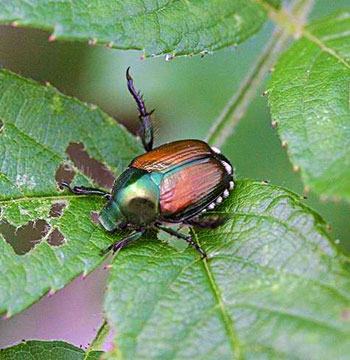 Japanese beetle