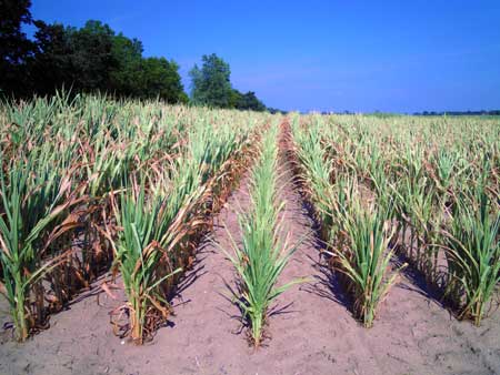 Drought-stressed corn Drought-stressed corn