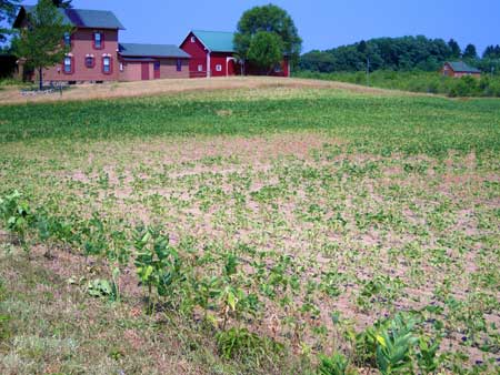 Drought-stressed soybeans Drought-stressed soybeans