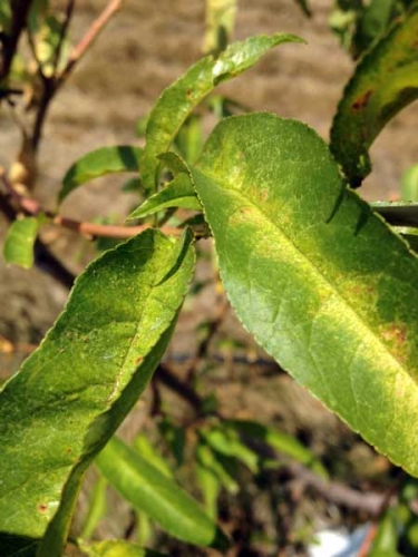 Peach mites Peach mites