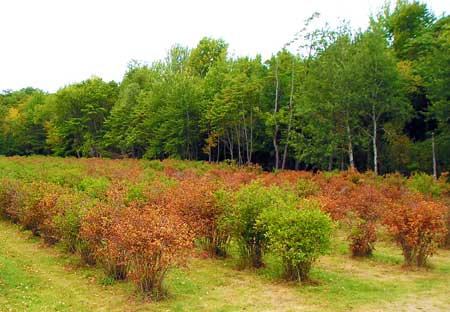 Unirrigated blueberries