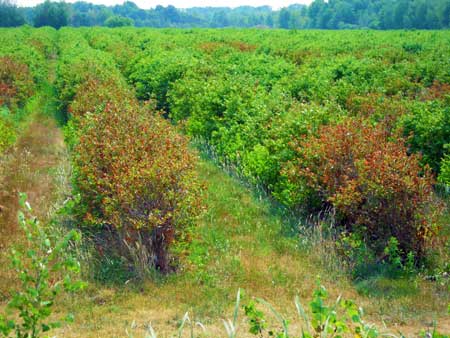 Unirrigated blueberries