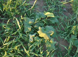 Winter squash wilting