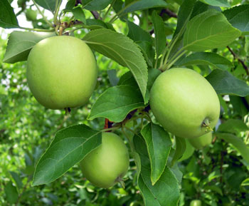 Golden Delicious apples