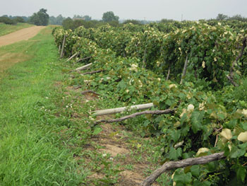Trellis knocked over Trellis knocked over