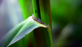 ligule