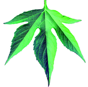 Leaf