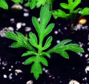 root sprout