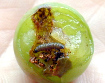 Grape berry moth larva