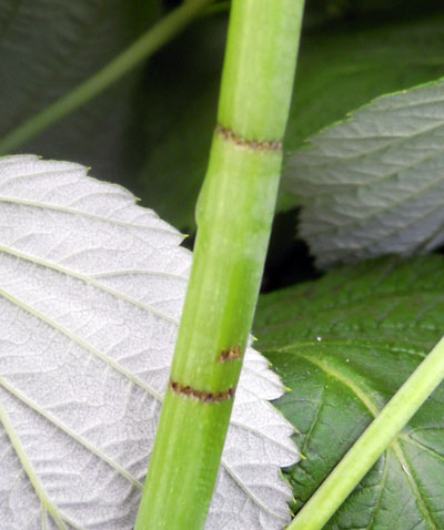 Raspberry cane borer