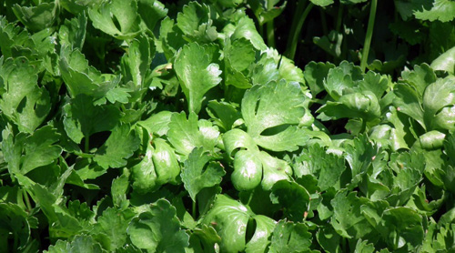 Celery anthracnose