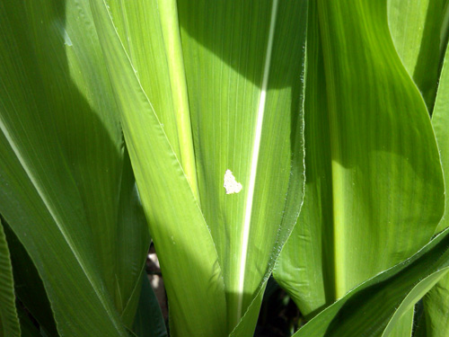 Western bean cutworm egg mass