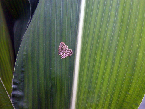 3 day old egg mass