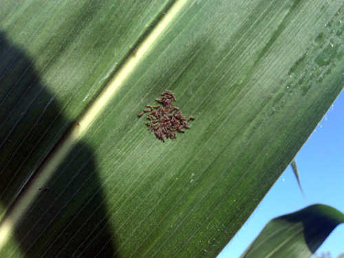 Hatched egg mass