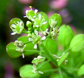 Virginia pepperweed