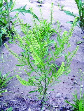 Virginia pepperweed