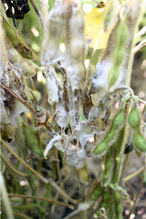 Sclerotinia stem rot signs