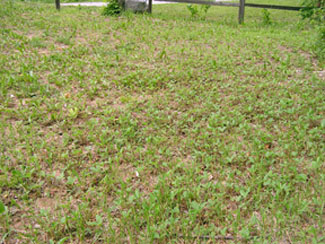 Lawn suffering from little irrigation