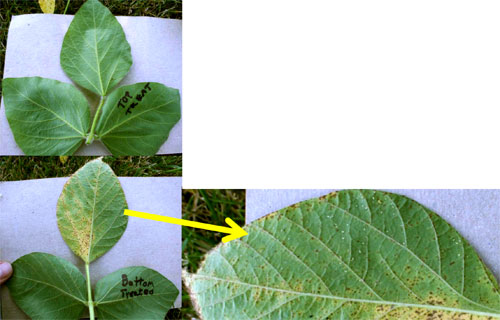 Soybean aphids