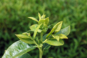 Shoot tips killed by gall midge feeding Shoot tips killed by gall midge feeding