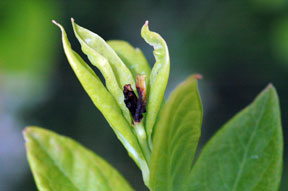 Typical blackened tip of a vegetative shoot infested by gall midge Typical blackened tip of a vegetative shoot infested by gall midge