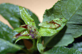 Gall midge larvae Gall midge larvae