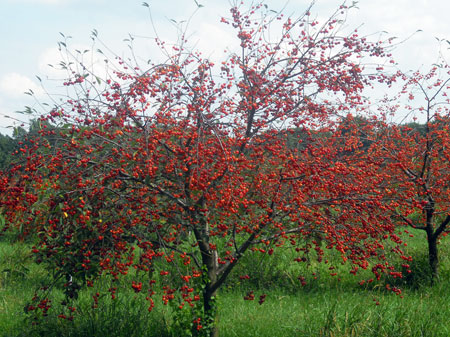 Severe cherry leafspot