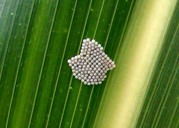 Western bean cutworm eggs