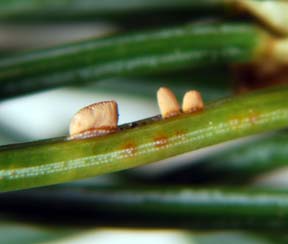 spruce needle rust blister