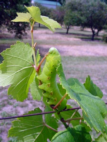 Pandora sphinx