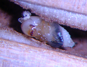 Ambrosia beetle pupa