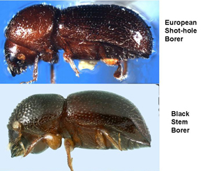 ambrosia beetles