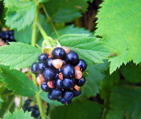 Blackberry sunscald Blackberry sunscald