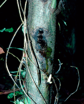Ambrosia beetle damage