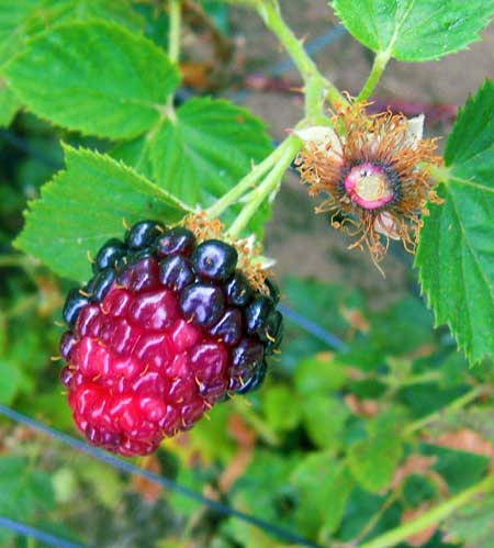 Redberry mite damage