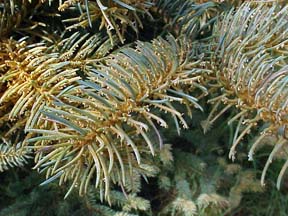 spruce needle rust spruce needle rust