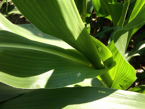 New egg masses