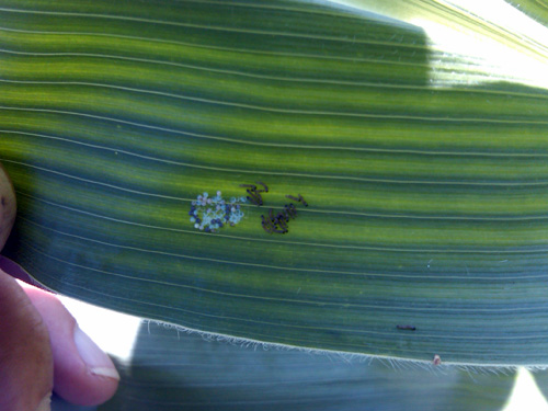 Egg masses Egg masses