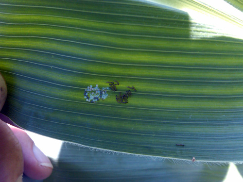 Egg masses