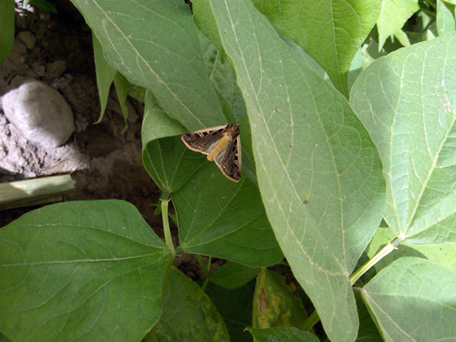 Adult wester bean cutworm moth