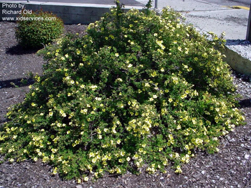 Shrubby cinquefoil