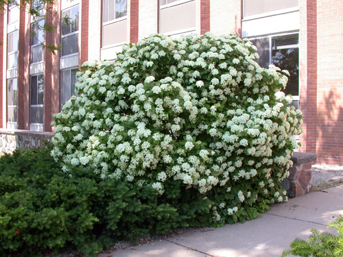 Arrowwood viburnum flowers