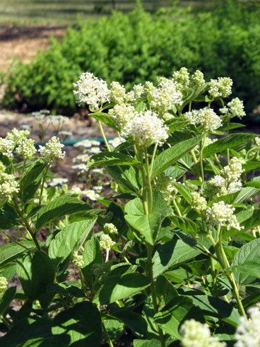 New Jersey Tea flowers