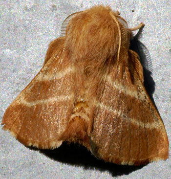 Eastern tent caterpillar adult